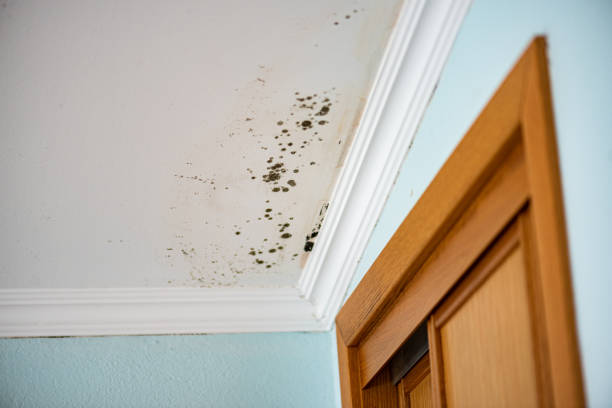 Best Mold Cleaning Services  in Limestone, IL