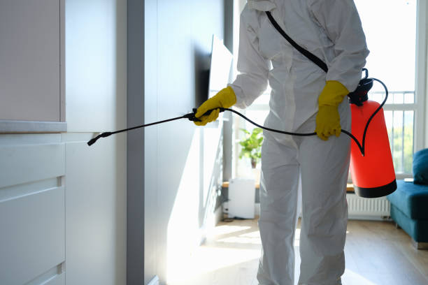 Best Fast Mold Removal  in Limestone, IL