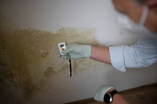 Best Mold Remediation Services  in Limestone, IL