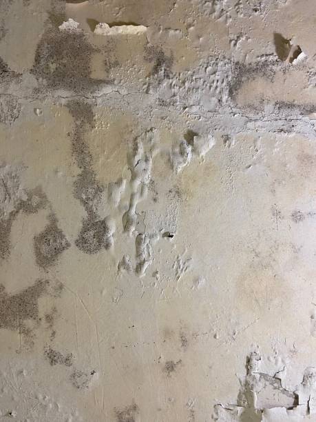 Best Residential Mold Removal  in Limestone, IL