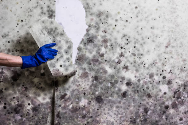Best Mold Testing and Removal  in Limestone, IL